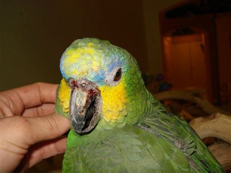 Is Your Parrots Peeling Beak Normal