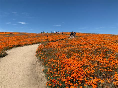 Visiting And Hiking The Antelope Valley California Poppy Reserve During