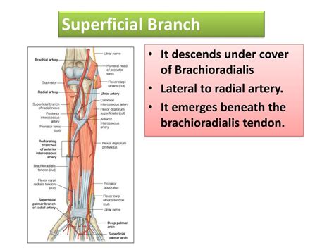 Ppt Radial And Ulnar Nerves Powerpoint Presentation Free Download Id