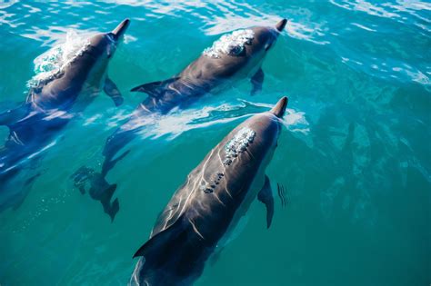 5 Things You Should Know About The Marine Mammal