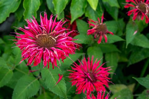 How To Grow And Care For Bee Balm