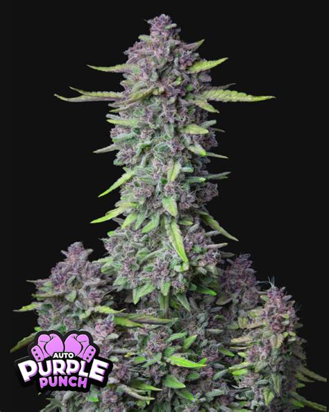 Purple Punch Autoflower From Fast Buds Kings Seed Bank
