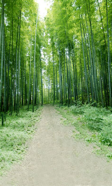 Bamboo Forest Backdrop Photo Pie