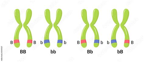 Vector Illustration Of Heterologous And Homologous Chromosomes Stock Vector Adobe Stock