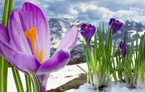 Desktop Spring Flowers In Snow Wallpaper Foto Kolekcija