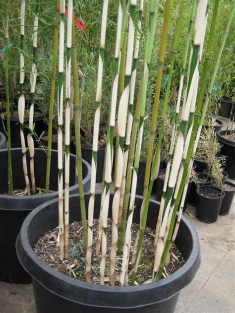 Fargesia Robusta Campbell Clumping Bamboo Etsy