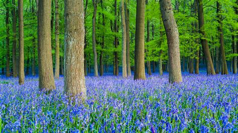 Our Top Uk Bluebell Woods Woodland Trust