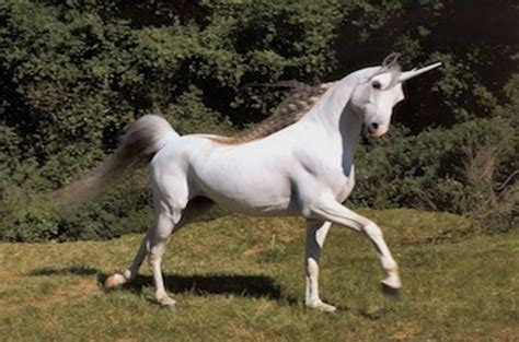 Unbelievably Rare Two Horned Unicorn Spotted In Woods The Register