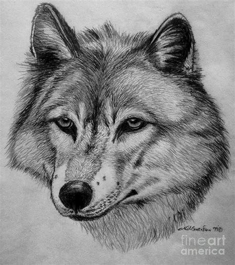 Wolf Sketch By Nick Gustafson