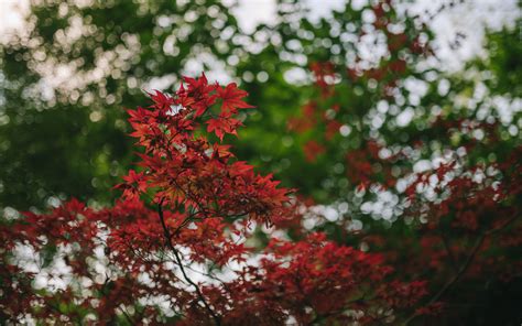 Download Wallpaper 3840x2400 Maple Branches Blur Leaves 4k Ultra Hd