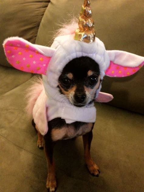 Chihuahua Costume Pets Lovers