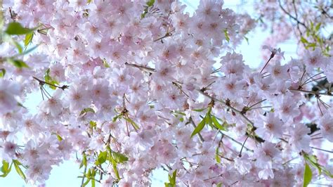 컴퓨터 봄 바탕화면♡벚꽃 배경화면 고화질 사진 19201080 사이즈 네이버 블로그