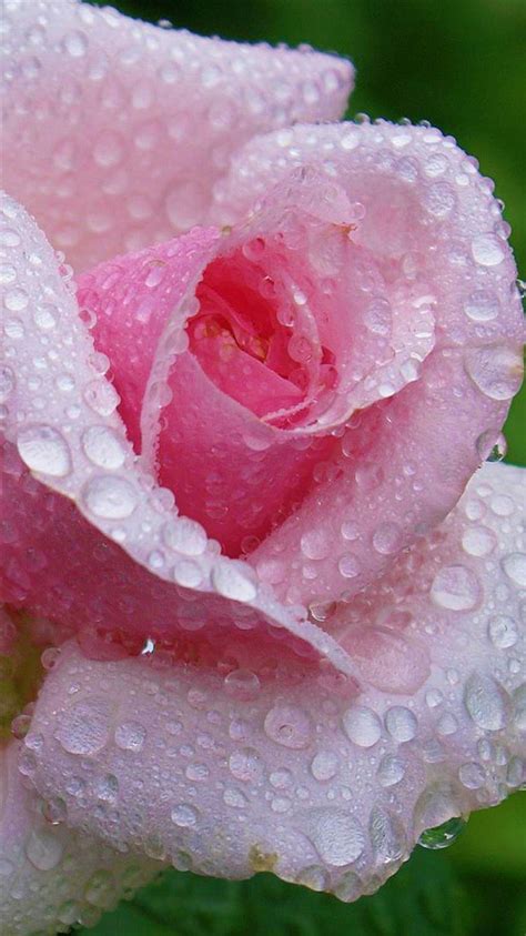 Fresh Dew Rose Macro Iphone 8 Wallpapers Free Download