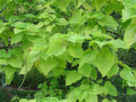 Catalpa Both Loved And Hated What Grows There Hugh Conlon