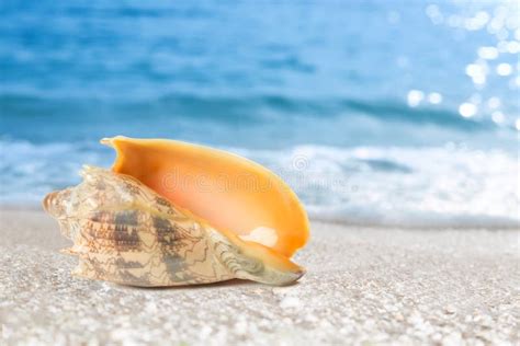 Tropical Shell On A Beach Stock Image Image Of Shell 76962211