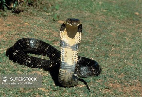 King Cobra Ophiophagus Hanna India Worlds Longest Venomous Snake