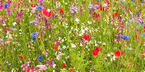 Inicio Twitter Wild Flower Meadow Flower Farm Wild Flowers Dwarf