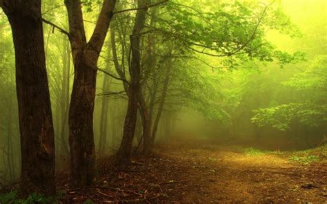 Green Forest Wallpaper Hd Background 9 Hd Wallpapers Nature