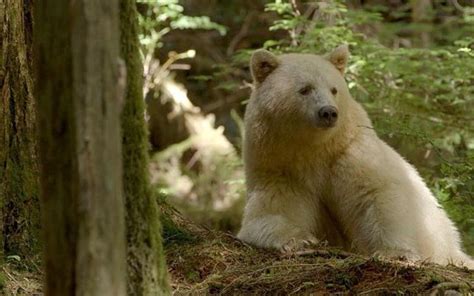 Canad E Povos Ind Genas Fecham Acordo Hist Rico Para Proteger Ursos