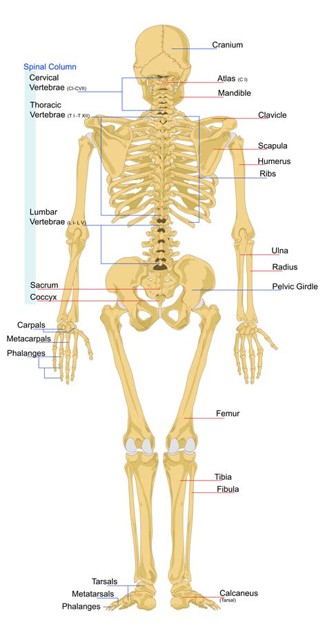 Human skeleton, the internal skeleton that serves as a framework for the body. File:Human skeleton back en.svg - Wikipedia