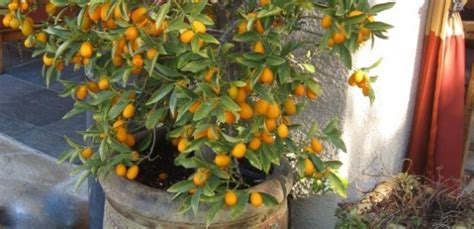 Kumquat Fruit Tree The Foodie Gardener™
