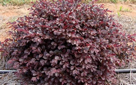 Rubus odoratus, or purple flowering raspberry, is a native deciduous perennial of eastern north america. Loropetalum