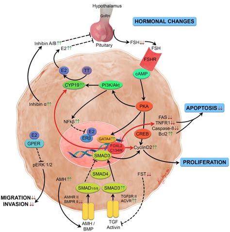 Illustration Of The Pathogenesis Of Adult Granulosa Cell Tumor Showing Download Scientific