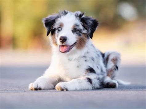The Top 10 Adorable Dog Breeds That Will Melt Your Heart