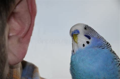 A Budgie Sits On A Man S Shoulder Stock Image Image Of Portrait