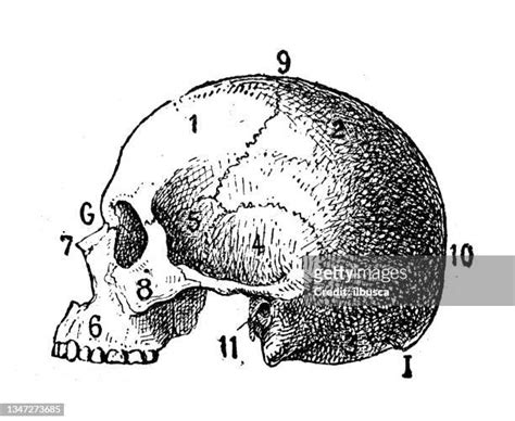Human Skull Profile Photos And Premium High Res Pictures Getty Images
