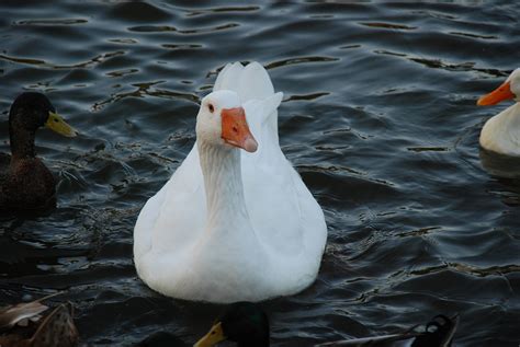 Free photo: Beautiful Goose - Animal, Bird, Bspo06 - Free Download - Jooinn