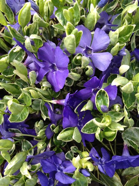 Periwinkle An Evergreen Ground Cover With Long Lasting Bright Purple