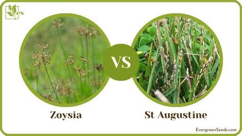 Zoysia Vs St Augustine Choose The Perfect Grass For Your Lawn