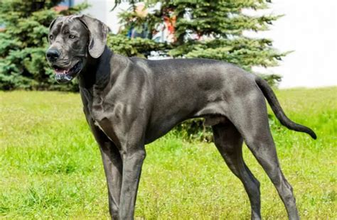 Blue Great Dane Guide Before You Buy My Dogs Info