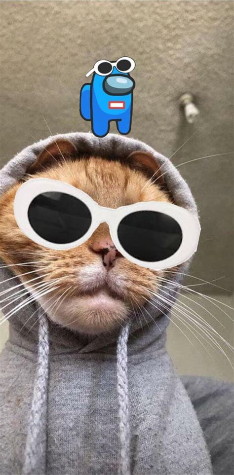 Georgenotfound Cat Beluga Cat Hd Phone Wallpaper Pxfuel