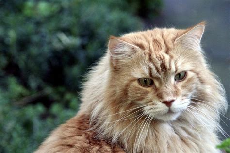 The Top 10 Best Domestic Cat Breeds In Usa Canada And Uk Petscarter