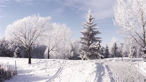 Download Wallpaper 1920x1080 Winter Ski Track Traces Trees Snow