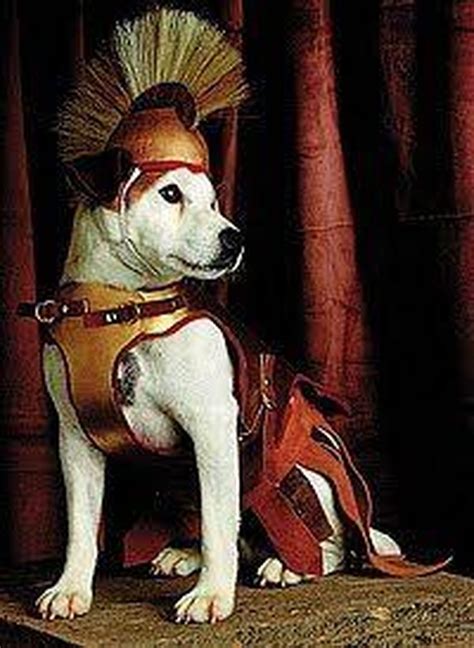 Top 10 Adventures Of Wishbone The Dog Cuteness