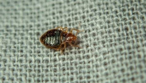9 Common Nyc Apartment Bugs That You Should Know