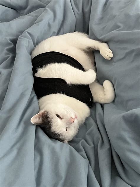 2475 Best Chonky Images On Pholder Chonkers Absolute Units And Aww