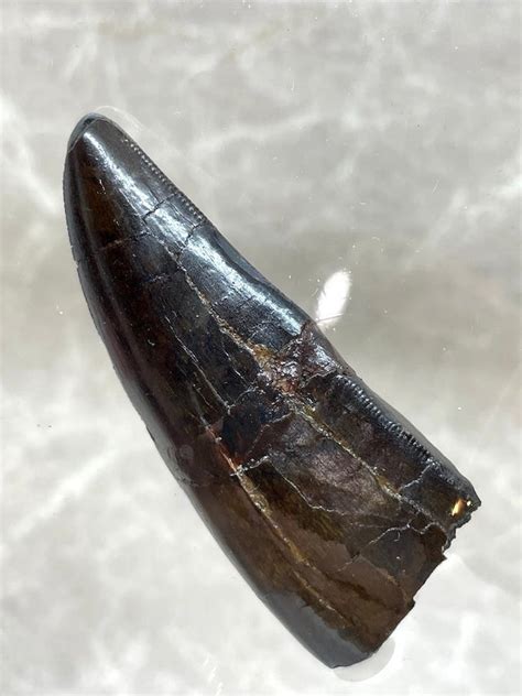 Massive T Rex Tooth For Sale