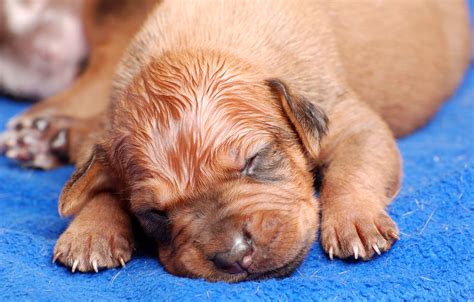 How Much Should Newborn Puppies Weigh