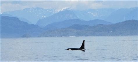 Whale Watching In British Columbia