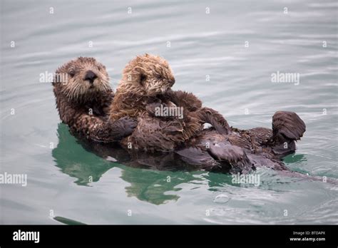Female Sea Otter Holds Newborn Pup While Floating In Prince William