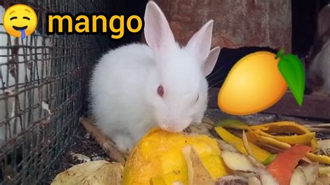 cute bunnies eating mango 🤤🤤 bunny 🐇 birdsfactory youtube