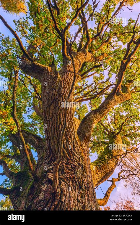 The Trunk Of Old Oak Tree Evening Light Stock Photo Alamy