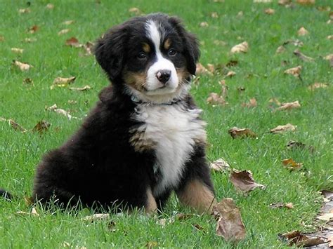 Bernese Mountain Dog Breed Info Pictures And More