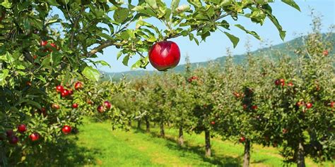 Is An Orchard Agricultural Land ️ Updated 2022