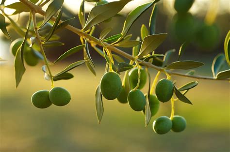 Arbequina Olive Tree Yarden