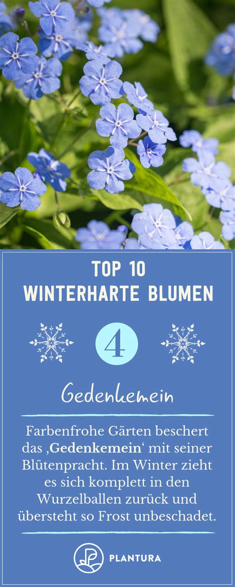 Top 10 Winterharte Blumen Gedenkemein Das Gedenkemein Ist Mit Seinen